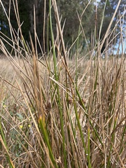 Schoenoplectus americanus