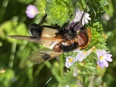 Volucella pellucens