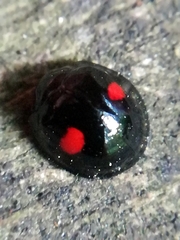 Chilocorus renipustulatus