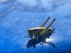 Roeseliana roeselii