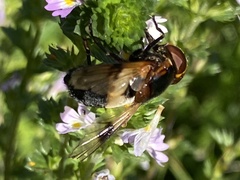 Volucella pellucens
