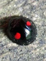 Chilocorus renipustulatus