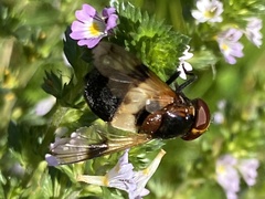 Volucella pellucens
