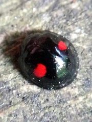 Chilocorus renipustulatus