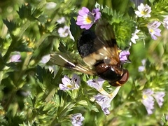 Volucella pellucens