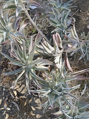 Salvia apiana