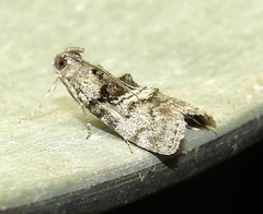 Pococera aplastella