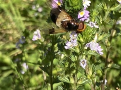 Volucella pellucens