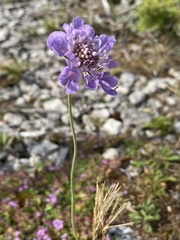 Scabiosa columbaria