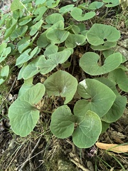 Asarum canadense