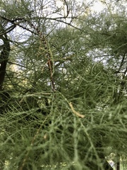 Tamarix