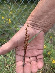 Sorghum halepense