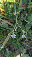 Cerastium fontanum