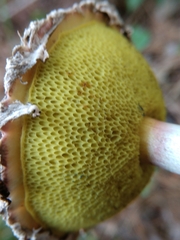 Boletellus