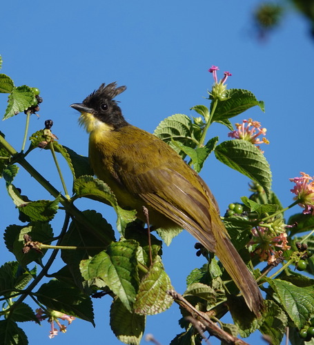 Bornean Bulbul (Rubigula montis), photo 5