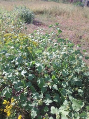 Xanthium orientale riparium