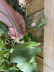 Ipomoea hederacea