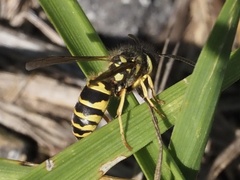 Vespula