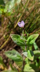 Epilobium parviflorum