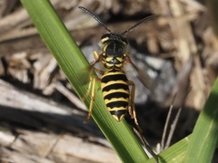 Vespula