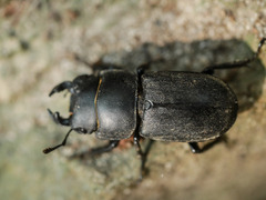 Dorcus parallelipipedus