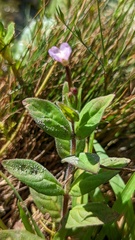 Epilobium parviflorum
