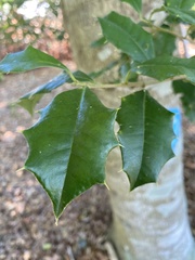 Ilex opaca
