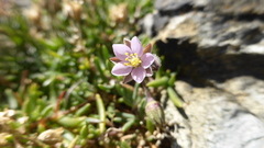 Spergularia