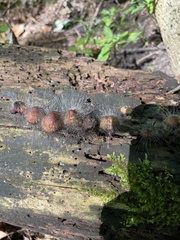 Spinellus