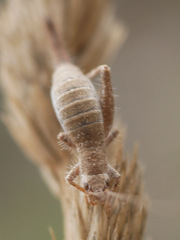 Arachnocephalus vestitus