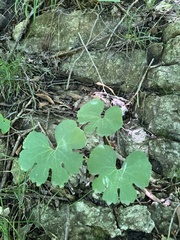 Sanguinaria canadensis