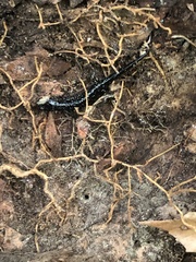 Plethodon chlorobryonis