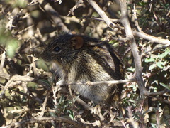 Rhabdomys pumilio