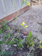 Diplotaxis tenuifolia