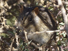 Rhabdomys pumilio