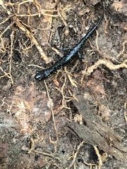 Plethodon chlorobryonis