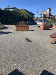 Corvus brachyrhynchos caurinus