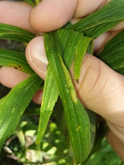 Cremastobombycia solidaginis