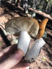 Russula decolorans