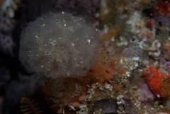 Aplidium circulatum