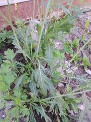 Diplotaxis tenuifolia