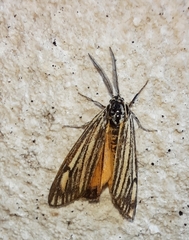 Spiris striata