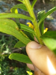 Cremastobombycia solidaginis
