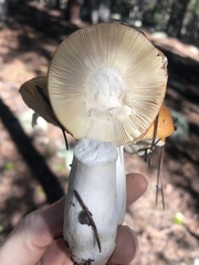 Russula decolorans
