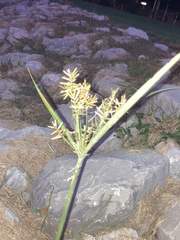 Cyperus esculentus