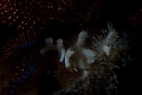 Gigantopora polymorpha