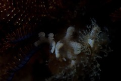 Gigantopora polymorpha