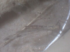 Dendroleon obsoletus