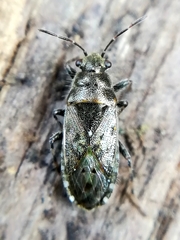 Heterogaster urticae