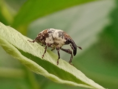 Curculionidae